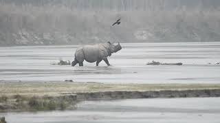 Rhino crossing river at Chitwan  Chitwan National Park  Rhinoceros  #rhino #wildlife