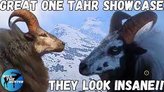 Great One Tahr Look Insane Close Up Look At All 7 Fur Variations  TheHunter COTW