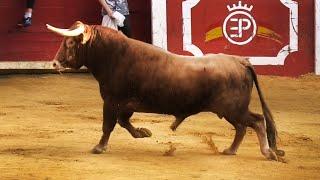 Pedrajas de San Esteban Suelta de Toros Bravos