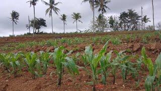 NASIP PETANI HANCUR  TANAMAN JAGUNG DI MAKAN HAMA ULAT