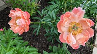 Coral Charm peony.Beautiful peony that changes its color the longer it blooms.Small garden