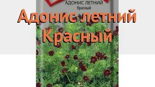 Адонис обыкновенная Красный krasnyy  адонис Красный обзор как сажать семена адониса Красный