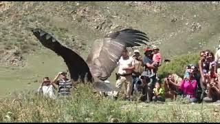 BURUNG TERBESAR DI DUNIA TERTANGKAP PADA KAMERA 2O21  BURUNG TERBESAR DI DUNIA - Peru Condor