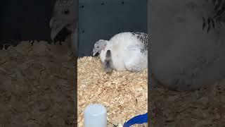 A turkey hen that hatched chickens