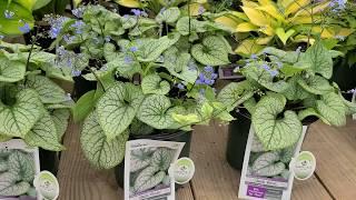 Brunnera Jack Frost Siberian Bugloss  SUPERB Award Winning Shade Loving Perennial