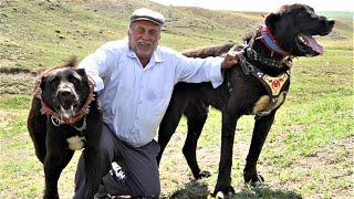 CELAL DAYININ DEV SİYAH ANADOLU ÇOBAN KÖPEKLERİ  KURTÇU SİYAH ANADOLU ÇOBAN KÖPEĞİ - HAYMANA KARASI