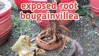 how to have exposed root bougainvillea  Royale Garden Escapade