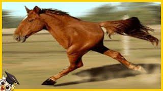 10 Pferde die nur einmal in Tausend Jahren geboren werden