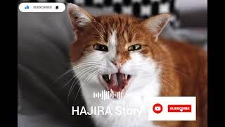SUARA KUCING JANTAN MEMANGGIL LAWAN #cat #donasi #catlovers