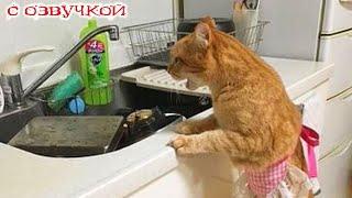 Приколы с котами С ОЗВУЧКОЙ - УГАРНЫЕ СМЕШНЫЕ КОШКИ И СОБАКИ Самые смешные животные - ДО СЛЕЗ