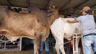 Cow Successful mitting video  Plzz Subscribe my YouTube channel