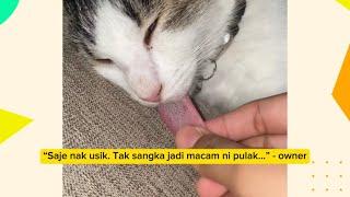 Kucing Viral  Tidur m4ti sampai terjelir lidah
