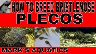 HOW TO BREED BRISTLENOSE PLECOS