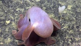 Creatures of the Deep Sea Dumbo Octopus Grimpoteuthis