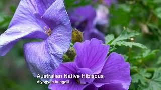 Australian Native Hibiscus. Burkes Backyard.
