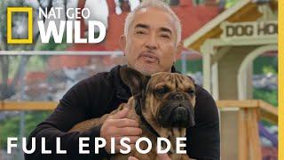 Unleash the Hulk Full Episode  Cesar Millan Better Human Better Dog