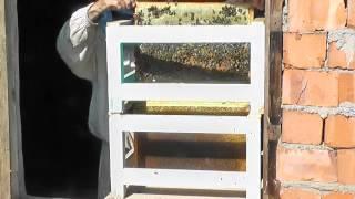 пчёлы без улья в комнате Заселение