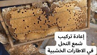 بهذه الطريقة نعيد نركيب شمع النحل الذي قام النجل ببنائه في الفراغات الموجودة في صندوق التربية .