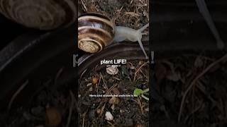 Plants snails love to eat – #shorts #gardeningtips #snail #gardening