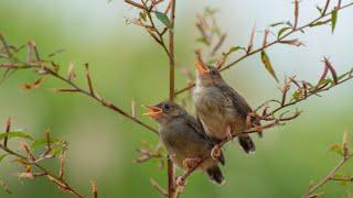 The Divinely Beautiful Singing of a Nightingale in the Tamarix Thickets