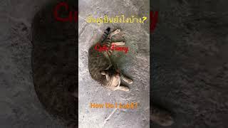 How Do I Look? ฉันดูเป็นยังไงบ้าง? Cute & Funny & Attraction #shortsvideo #cutecat #vlog