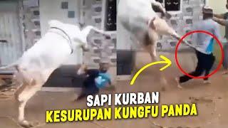 NGAKAK BANGET   VIDEO LUCU SAPI KURBAN NG4MUK DAN LEPAS SAAT  IDUL ADHA 2024