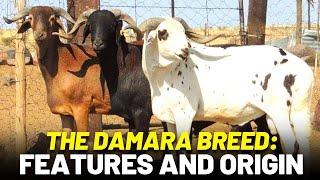 Damara sheep a smart choice for livestock?