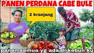 PANEN CABE BULE PERDANA &TERONG PUTIHTOMAT TIMUN DAPAT BANYAK  KEADAAN BELAKANG RUMAHKU