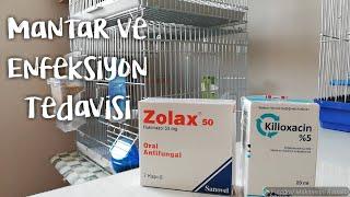 Muhabbet Kuşlarında Mantar ve Enfeksiyon Tedavisi - Zolax ve Killoxacin Kullanımı