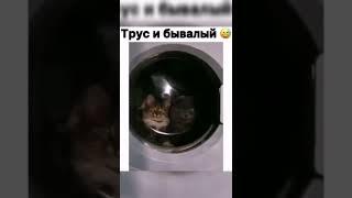 Трус и Бывалый 