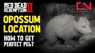 Red Dead Redemption 2 - Opossum Location - How to get Perfect Pelt