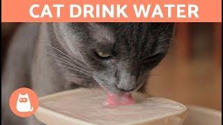 10 Tips to Help Your Cat DRINK WATER 