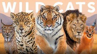 All 40 Species of Wild Cat Organised by Lineage