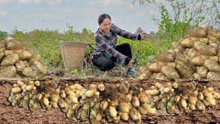 Harvest Dioscorea Esculenta lesser yam goes to the market sell - Cook Alone  Emma Daily Life