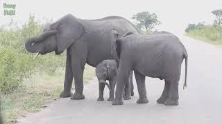 В мире животных  Забавные слонята