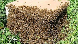 МОЯ ГЛАВНАЯ ТАЙНА Все Секреты Пчеловодства