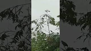 burung punai jatuh kena jebakan pulut