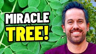 Top 5 Benefits of The Moringa Tree  #3 is Amazing