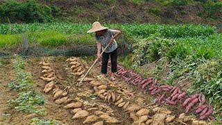 工地兒子回家，阿婆冒雨挖回地瓜油炸，鍋裡香的等不及Grandma makes traditional sweet potato delicacy to share with her son玉林阿婆