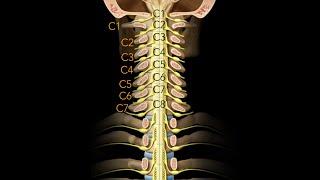 Spinal cord  Segmentation