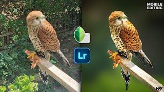 How to Make a PERFECT BACKGROUND BLUR on Mobile with Snapseed App  Lightroom  Android  iPhone