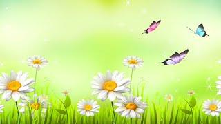 Butterfly flowers chamomile  Animated Ambient Backdrop