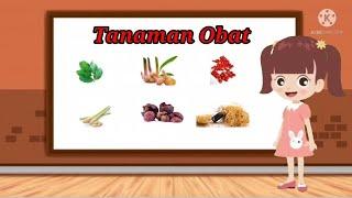 TEMA TANAMAN SUBTEMA TANAMAN OBAT  PEMBELAJARAN ANAK TKPAUD