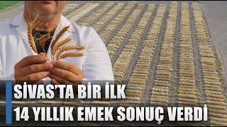 14 Yıl Sonunda Üretmeyi Başardı Sivasta Bir İlk  AGRO TV HABER