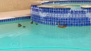 Uninvited guests to my pool