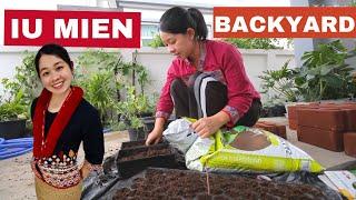 Iu Mien backyard vegetable garden