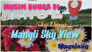 MUSIM BUNGA DI MANGLI SKY VIEW KALIANGKRIK MAGELANG#FLOWERS#MOUNTSUMBING#CAMPING#GLAMPING#PIKNIK