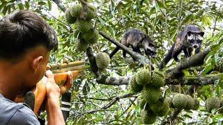 BEBRURUMUSANG BESAR & TUPAI LIAR YANG BUAT WARGA KEWALAHAN DI MUSIM BUAH DURIAN