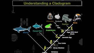 Cladogram Practice