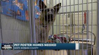 Foster families needed for four-legged friends